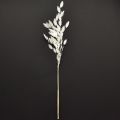 Dried Sea Oats Chasmantium latifolium White 70cm 10pc | Floristik24.ie