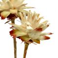 Leucospermum 1-3 Mix cream 100 heads | Floristik24.ie