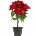 Floristik24 Artificial Christmas Star Red Artificial flowers in a pot H53cm