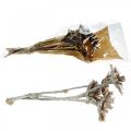 Floristik24 Exotic mix Protea Rosette natural, white washed dried flower 9pcs