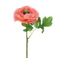 Floristik24 Ranunculus rose-pink 27cm 8pcs
