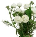 Floristik24 Ranunculus bouquet white 42cm