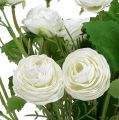 Floristik24 Ranunculus bouquet white 42cm