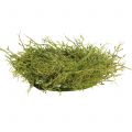 Floristik24 Spring wreath with moss green Ø30cm