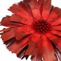 Repens Rosette Red 8cm - 9cm 25 pcs | Floristik24.ie