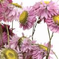 Floristik24 Straw flowers dried flowers pink acroclinium bunch 20g