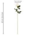 Artificial rose flower, long stem, for vase, 62cm, 12 pieces | Floristik24.ie