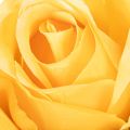 Artificial rose with long stem, artificial flower, 62cm, 12 pieces | Floristik24.ie