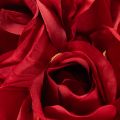 Artificial rose with long stem, red artificial flower, 62cm, 12 pieces | Floristik24.ie