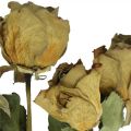 Floristik24 Dried flower rose, Valentine&#39;s Day, dried floristry, rustic decorative roses yellow-violet L45-50cm 5pcs