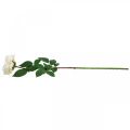 Floristik24 Creamy white apricot rose, silk flower, artificial roses L72cm Ø12cm