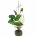 Floristik24 Rose in glass white H23cm