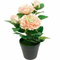 Floristik24 Decorative rose in pot, Romantic silk flowers, Pink peony