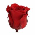 Floristik24 Infinity roses large Ø5.5-6cm red 6pcs