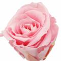 Floristik24 Everlasting roses medium Ø4-4.5cm pink 8pcs