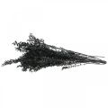 Floristik24 Ruscus branches decorative branches dried flowers black 200g