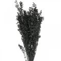 Floristik24 Ruscus branches decorative branches dried flowers black 200g