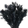 Floristik24 Ruscus dried decorative branches Ruscus Black 1kg