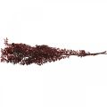 Floristik24 Dried Ruscus, dry floristry, thorn myrtle red L58cm 30g
