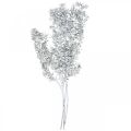 Floristik24 Ruscus sprigs, Butcher&#39;s broom, Dry plant White washed L58cm 80g