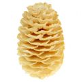 Floristik24 Sabulosum cones bleached 500g