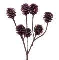 Floristik24 Salignum branches with cones Berry 25pcs