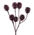 Floristik24 Salignum branches with cones Berry 25 pcs