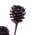 Floristik24 Salignum branches with cones Berry 25pcs