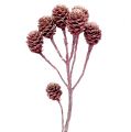 Floristik24 Salignum blackberry frozen 25pcs