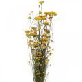 Floristik24 Bunch of curry shrub, yellow dried flower, golden sun, Italian helichrysum L58cm 45g