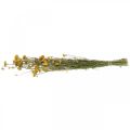 Floristik24 Bunch of curry shrub, yellow dried flower, golden sun, Italian helichrysum L58cm 45g
