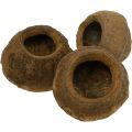 Floristik24 Paradise Nut Plant Pot Natural Sapucaia Ø14cm H10cm 3 pcs