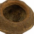 Paradise Nut Plant Pot Natural Sapucaia Ø14cm H10cm 3 pcs | Floristik24.ie