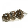 Paradise Nut Plant Pot Natural Sapucaia Ø14cm H10cm 3 pcs | Floristik24.ie