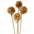Floristik24 Scabiosa dried natural scabiosa dried flowers H50cm 100g