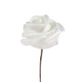 Floristik24 Foam roses white with mother-of-pearl Ø2.5cm 120p