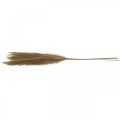 Floristik24 Feather Grass Brown Natural Artificial Dry Grass Reed 100cm 3pcs