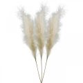 Floristik24 Feather Grass Cream Chinese Reed Artificial Dry Grass 100cm 3pcs