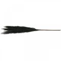 Floristik24 Feather Grass Black Chinese Reed Artificial Dry Grass 100cm 3pcs