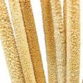 Floristik24 Reed cob deco reed grass dried natural H60cm bunch