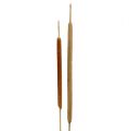 Floristik24 Reed Cob Mix Natural Decorative Reed 70cm 100 Pcs