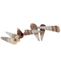 Floristik24 Snail shells decorative sea snails Turritella 4.5–5.5cm 300g