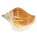 Floristik24 Snail shells Strombus canarium nature 1050g