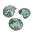 Floristik24 Snail clams blue-green 500g