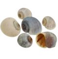 Snail shells nature 1kg