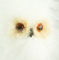 Floristik24 Snowy owl on a wooden stick 7cm L28cm 6pcs
