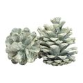 Floristik24 Black pine cones green frosted natural decoration 5–7cm 1kg