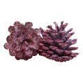 Floristik24 Black pine cones red natural decoration frosted 5–7cm 1kg
