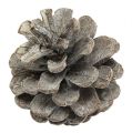 Floristik24 Black pine cones 5-9cm White washed 1kg