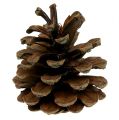Floristik24 Black pine cones nature 5kg